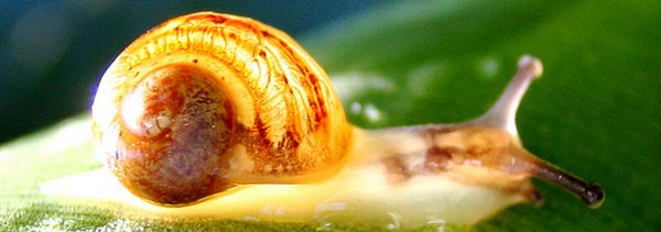 escargot Le Haut Débit selon les opérateurs