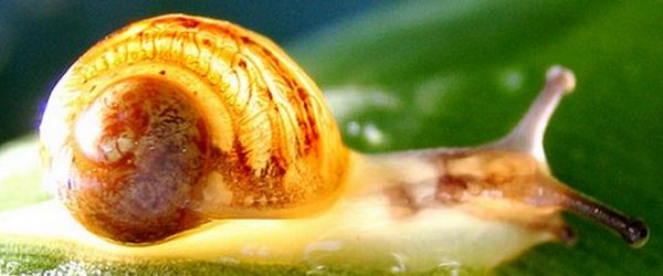 escargot internet 3g 4g escargot internet 3g 4g La 4G chez Free ?