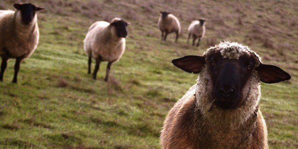 moutons Le SAV Virgin Mobile